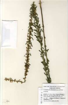 صورة Crotalaria microthamnus R. Wilczek