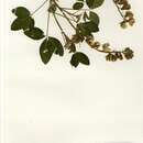 Слика од Crotalaria mauensis Baker fil.