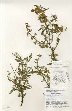 Image of <i>Crotalaria <i>laburnoides</i></i> var. laburnoides