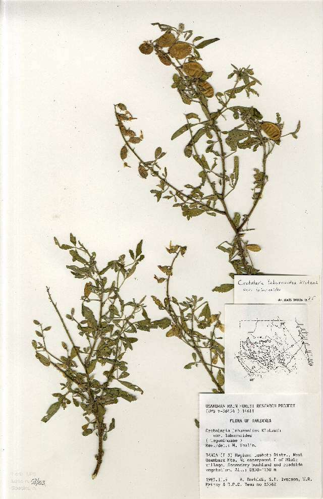 Image of <i>Crotalaria <i>laburnoides</i></i> var. laburnoides