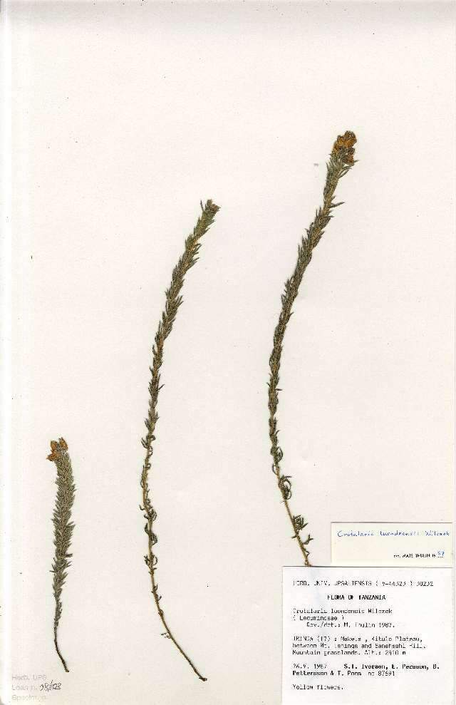 Image of Crotalaria luondensis