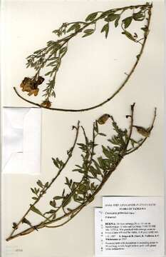 Image of Crotalaria prittwitzii Baker fil.