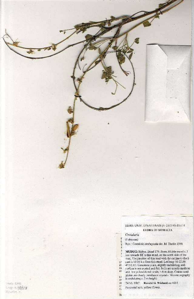 Image of Crotalaria mudugesis