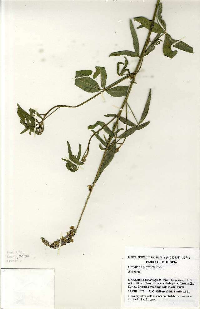 Image of Crotalaria plowdenii Baker