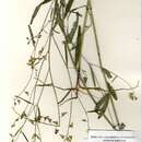 Image of Crotalaria miranda Milne-Redh.