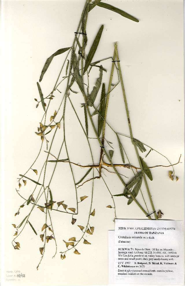 Image of Crotalaria miranda Milne-Redh.