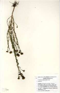 Image of Crotalaria melanocalyx Polhill