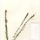 Image of Crotalaria passerinoides Taub.