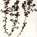 Image of <i>Crotalaria <i>nigricans</i></i> var. nigricans