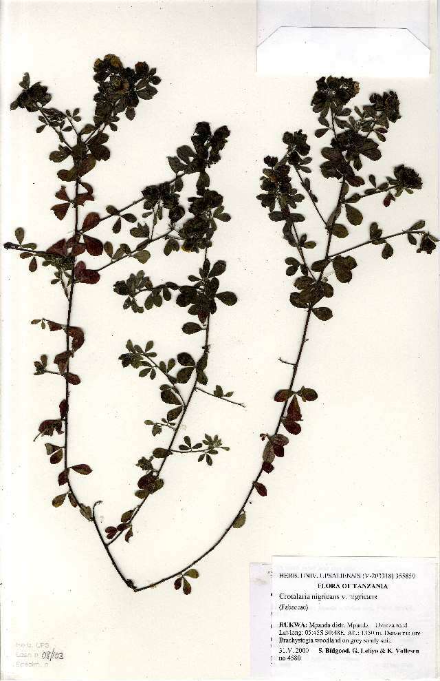 Image of <i>Crotalaria <i>nigricans</i></i> var. nigricans