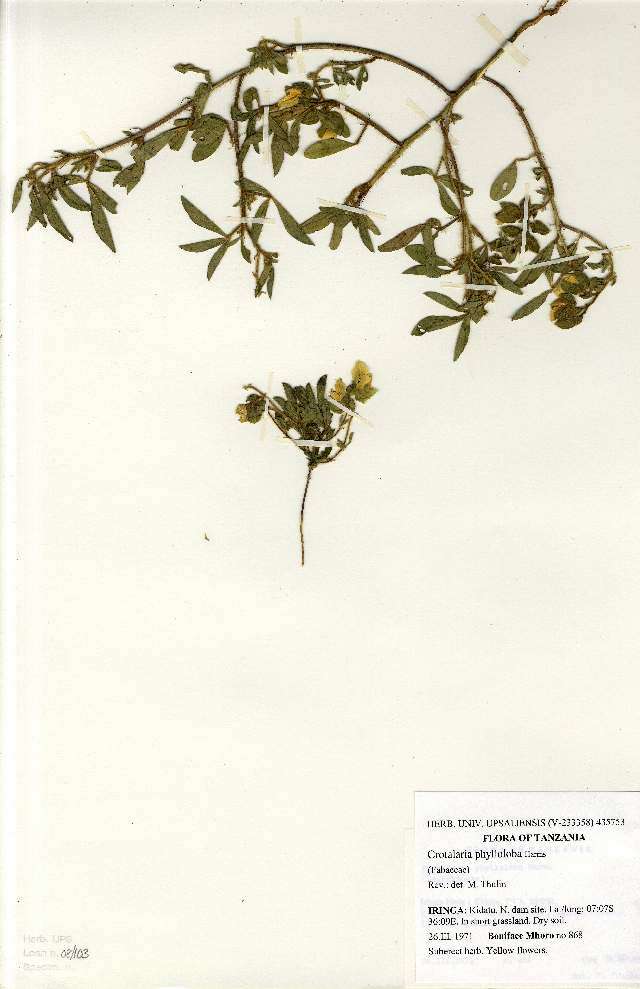 Image of Crotalaria phylloloba Harms