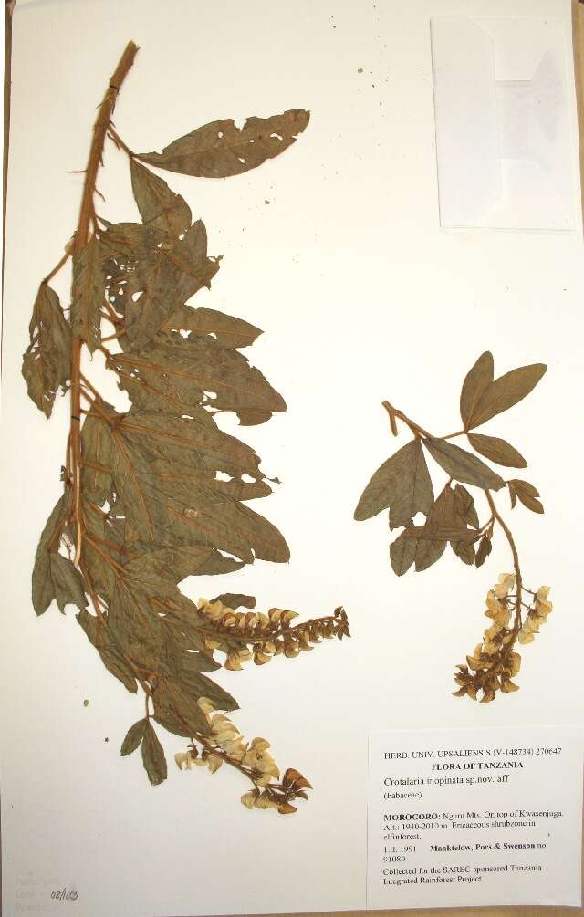 Image of Crotalaria inopinata (Harms) Polhill