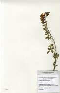 Image of Crotalaria pallidicaulis Harms