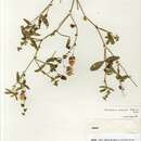 صورة Crotalaria orixensis Willd.