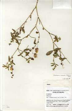 Image of Crotalaria orixensis Willd.