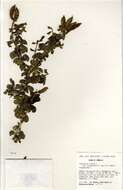 Image of Crotalaria incana subsp. purpurescens