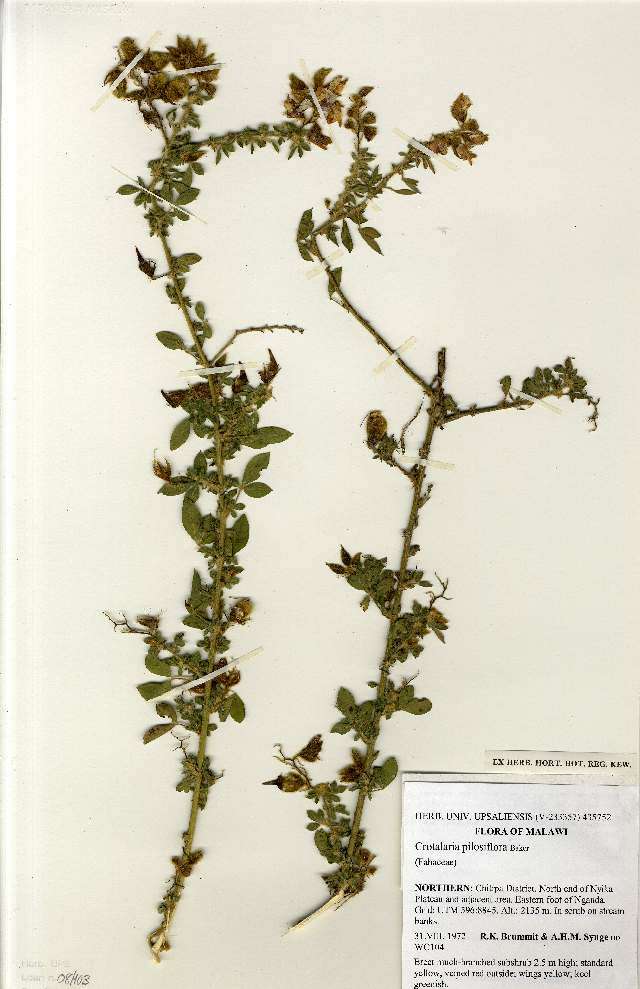 Image of Crotalaria pilosiflora Baker
