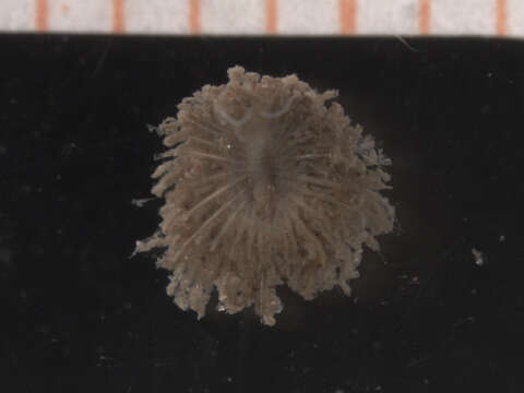 Image of aphroditid scaleworms