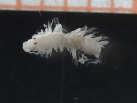 Image of Hesionidae