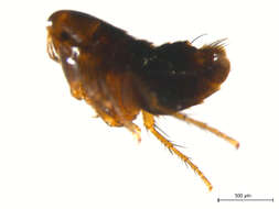 Image of <i>Ceratophyllus vison</i>