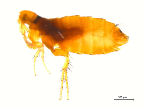 Image of Ceratophyllomorpha