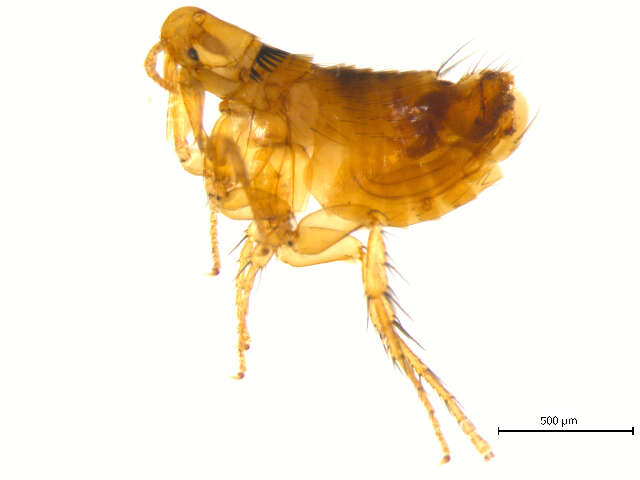 Image de <i>Orchopeas agilis</i>