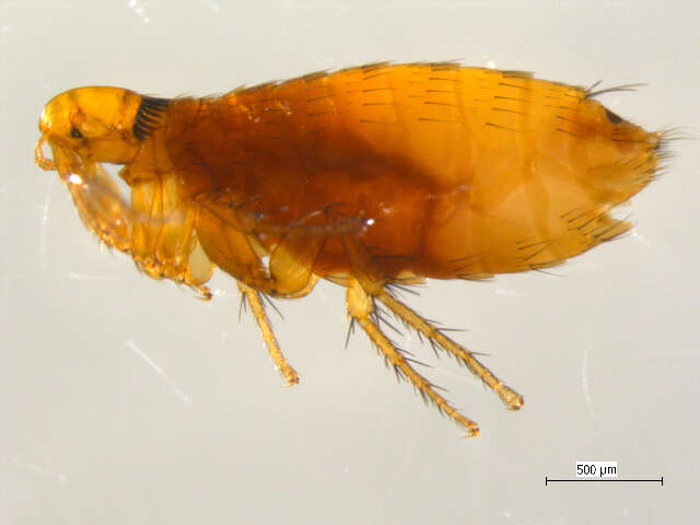 Image of <i>Orchopeas agilis</i>