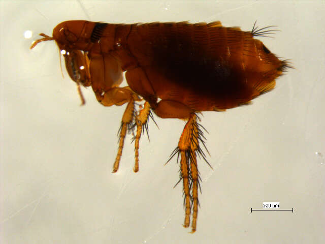 Image of Ceratophylloidea
