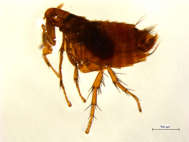 Image of Foxella ignota albertensis (Jordan & Rothschild 1915)