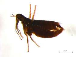 Image of <i>Ceratophyllus vison</i>