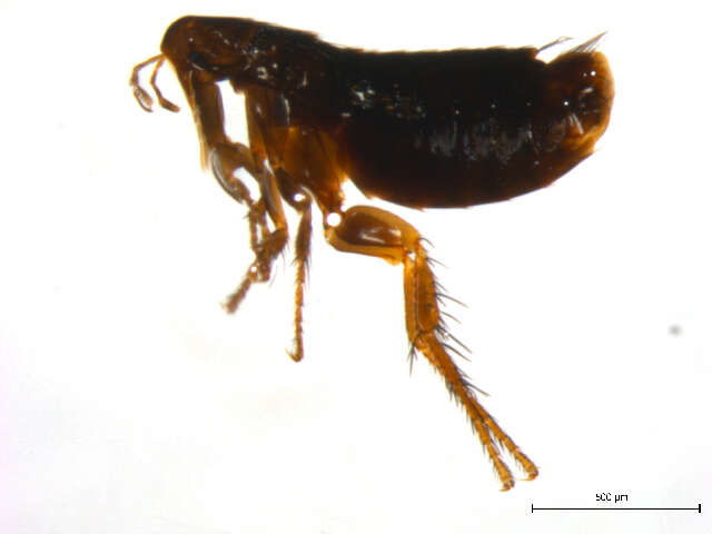 Image of <i>Ceratophyllus vison</i>