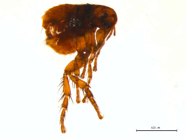 Cediopsylla simplex (Baker 1895) resmi