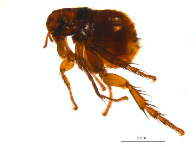 Cediopsylla simplex (Baker 1895) resmi