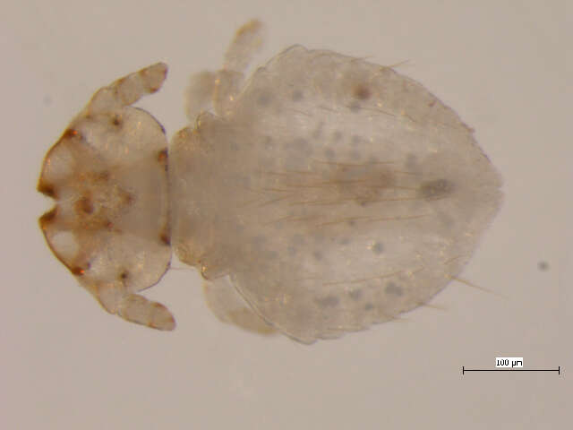 Image of Thomomydoecus