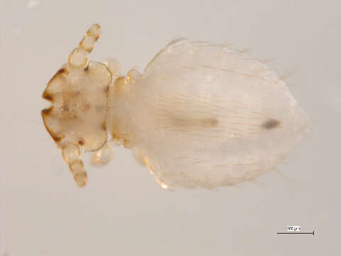 Image of Thomomydoecus