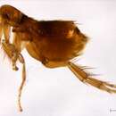 Image of scaled fleas