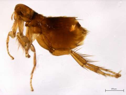 Image of scaled fleas