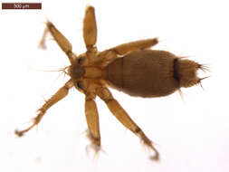 Image of Nycteribiinae