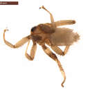Image de Eucampsipoda