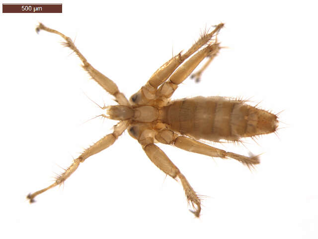 Image of Nycteribiinae