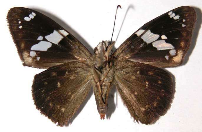 Image of Celaenorrhinus