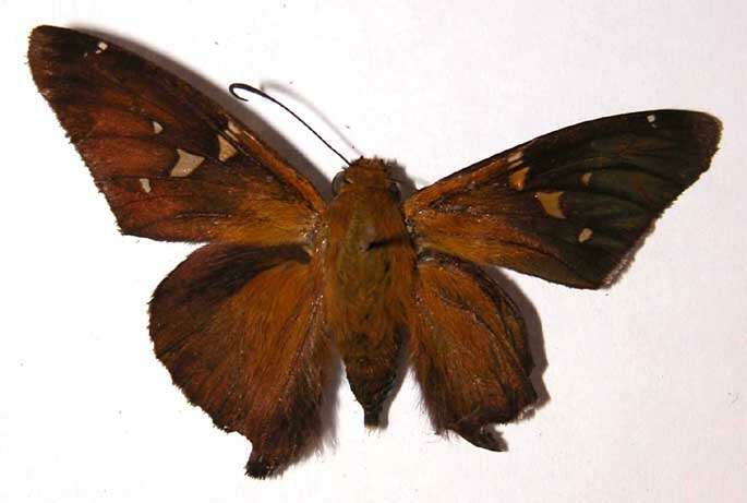 Image of Epargyreus