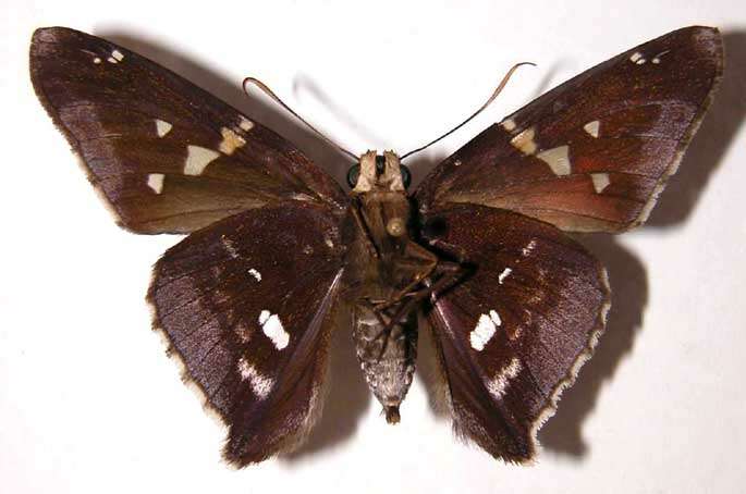 Image of Epargyreus