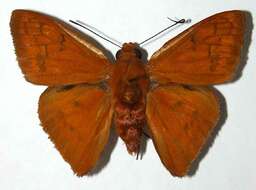 Image of Bungalotis astylos Cramer 1780