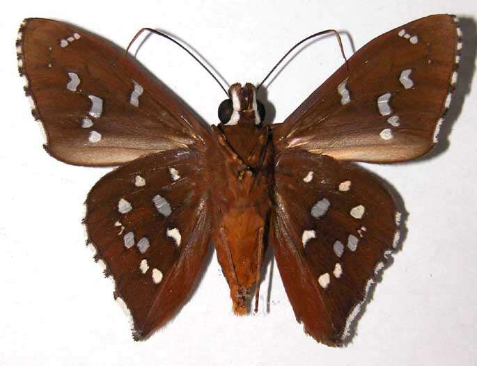 Image of Bungalotis erythus Cramer 1775