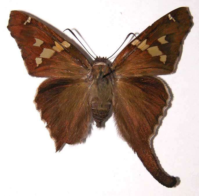 Image of Chioides zilpa Butler 1874