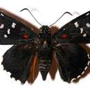 Image of Melanopyge