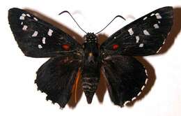 Image of Melanopyge