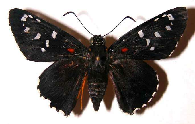 Image of Melanopyge