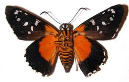 Image of Melanopyge
